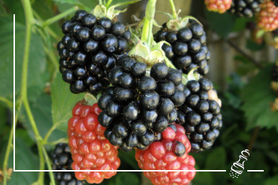 brombeer mousse mit grand marnier