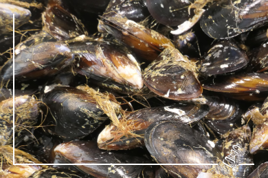 miesmuscheln mediterran