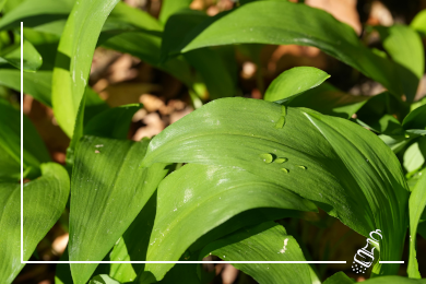 Truthahnmedaillons mit Baerlauchnudeln