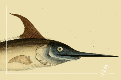 schwertfisch mediterran vom grill