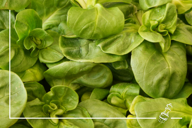 nuesslisalat mit kiwi und granatapfel