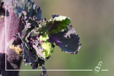 rueebli frivole salat