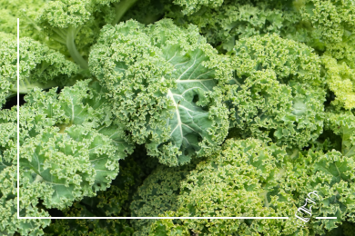 risotto mit pilzen und federkohl