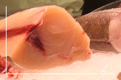 thunfisch info
