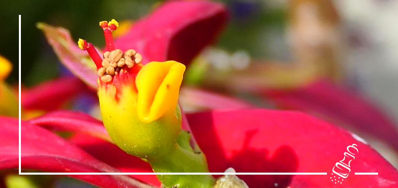 flor de pascua