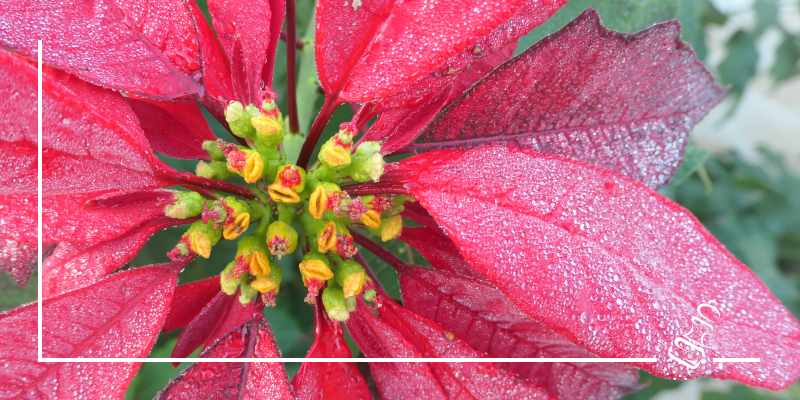 flor de pascua